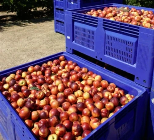 Plastic Pallet Boxes For Farming During Harvest Season
